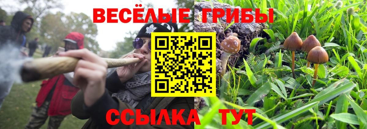 Галлюциногенные грибы Cubensis  Вход с VPN  Лениногорск 